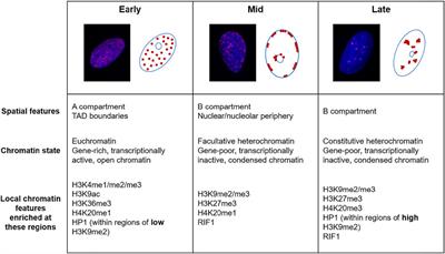 Chromatin and Nuclear Dynamics in the Maintenance of Replication Fork Integrity